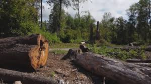 How Our Tree Care Process Works  in  Bangs, TX