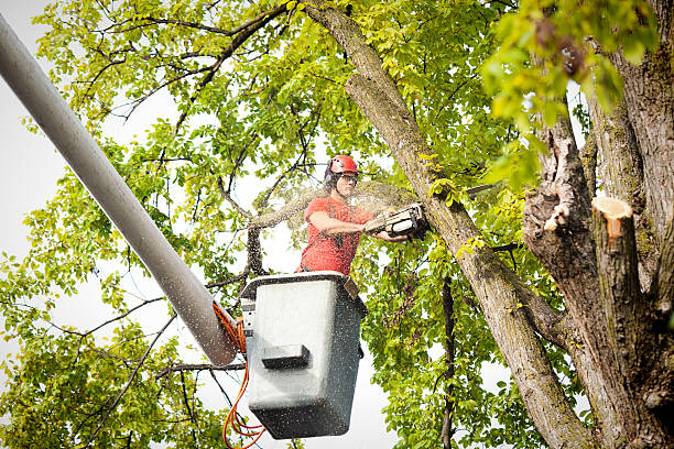 Bangs, TX  Tree Services Company